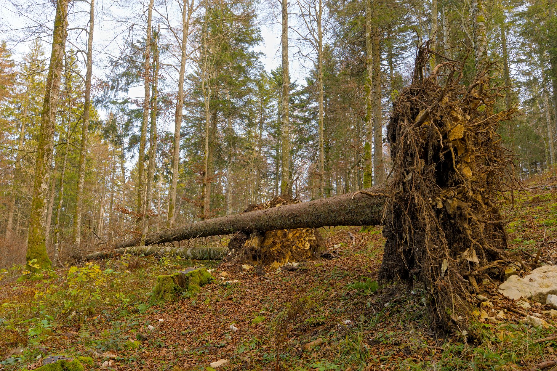 Enlèvement arbre urgence à Pierrefitte-sur-Seine